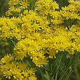 Everwilde Farms - 1750 Stiff Goldenrod Native Wildflower Seeds - Gold Vault Jumbo Seed Packet