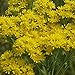 Everwilde Farms - 1750 Stiff Goldenrod Native Wildflower Seeds - Gold Vault Jumbo Seed Packet