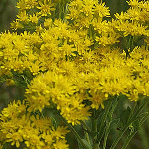 Everwilde Farms - 1750 Stiff Goldenrod Native Wildflower Seeds - Gold Vault Jumbo Seed Packet