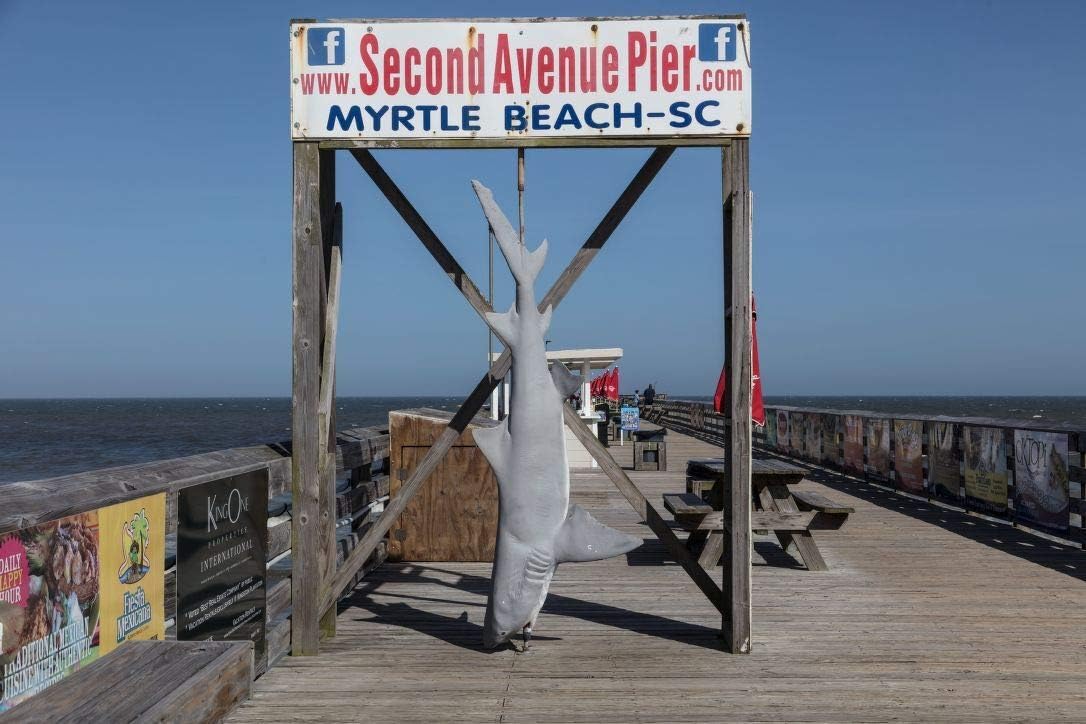 24 x 36 Giclee Print ofWhat a catch at the Second Avenue Pier in Myrtle Beach South Carolina But there's a catch to the catch The shark is fake a prop for vistor photos at $2 a pop r64 2017 Highsmith