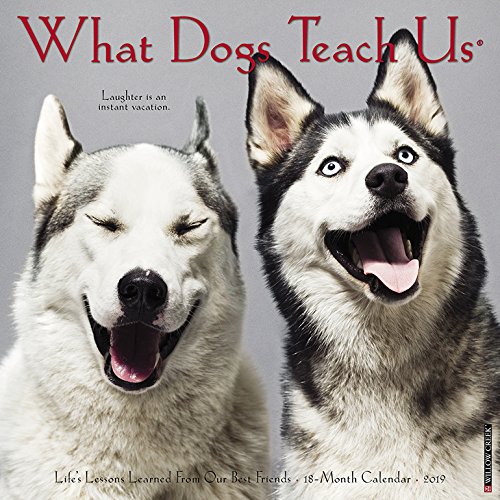 What Dogs Teach Us Mini 2019 Wall Calendar by