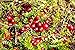 Food to Live Organic Dried Cranberries, 2 Pounds – Non-GMO, Kosher, Unsulfured, Bulk