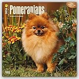Pomeranians 2016 Square 12x12 (Multilingual Edition)