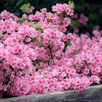 Amazon Com Cottage Hill Azalea Ruffle 2 Piece Live Plant Pink