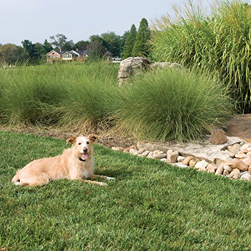 PetSafe Pawz Away Pet Barriers with Adjustable Range, Pet Proofing for