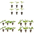 Bonnie Plants Jalapeno Pepper Plug, Live Plant, 3 Cubic in., 6-Pack & Sweet Basil Plug, Live Plant, 3 Cubic in., 6-Pack & Sweet Mint Plug, Live Plant, 3 Cubic in., 6-Pack