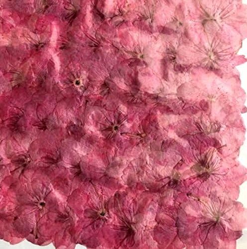 業務用 激安通販販売 桜 ピンク染 500輪 大容量 デコ レジン 500枚ドライフラワー 封印