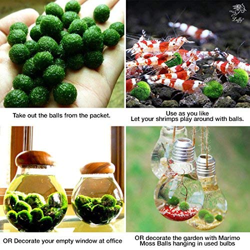 Luffy 20 Nano Marimo Moss Balls by Naturally Round and Vibrant Green 0.4" Living Aquatic Plants - Long Lasting and Easy to Care for - Perfect as a First Pet or DIY Home Decoration