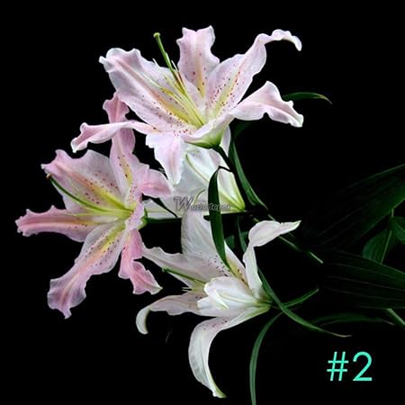 Portal Cool 1: 50Pcs cultivar un huerto casero deliciosas verduras ...