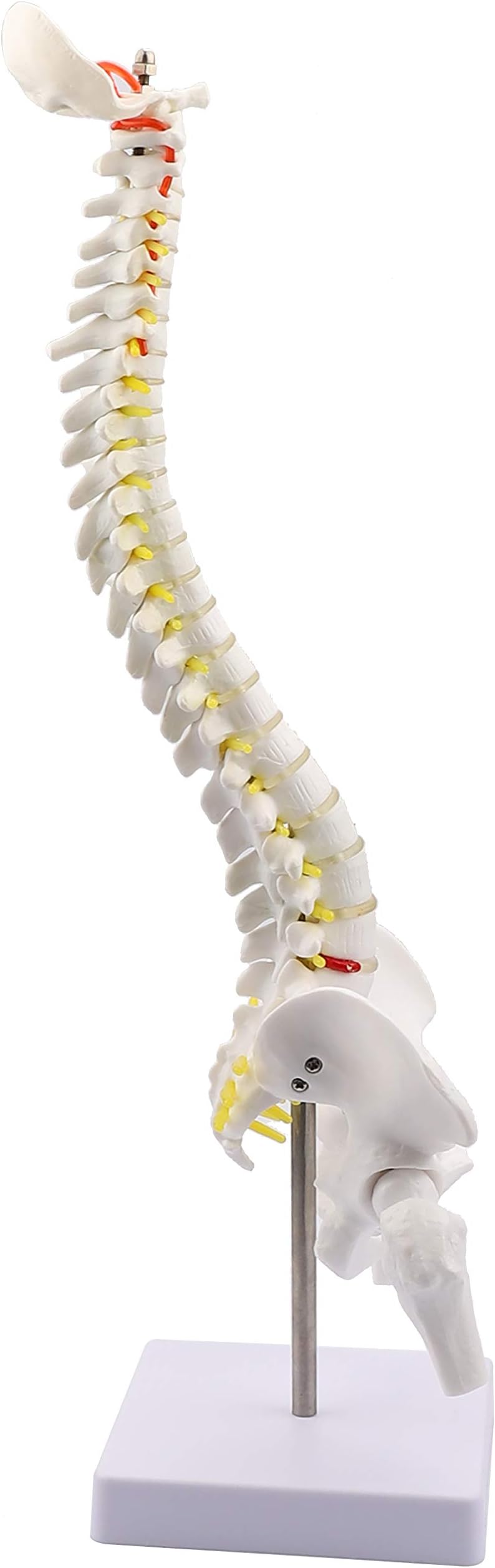 Human Spine Model Mini Skeleton Anatomy Model 17.5" Miniature Vertebral Column Model with Spinal Nerves, Lumbar & Pelvis