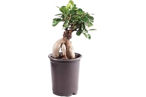 Brussel's Bonsai Live Gensing Grafted Ficus Indoor Bonsai Tree - Small, 4 Years Old, 6 to 8 Inches Tall - Live Bonsai Tree in Grower Bonsai Pot
