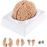 BEAMNOVA Human Brain Model with Vessels, Life Size Anatomy Model | Detachable 8-Part with Magnets, for Neuroscience Teaching, Therapy, Medical Students, Classroom Study &amp; Patient Education