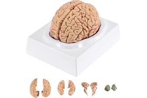 BEAMNOVA Human Brain Model for Teaching Neuroscience with Vessels Life Size Anatomy Model for Learning Science Classroom Study Display Medical Model