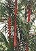 TROPICA - Sealing Wax Palm (Cyrtostachys renda) - 10 Seeds - Australia