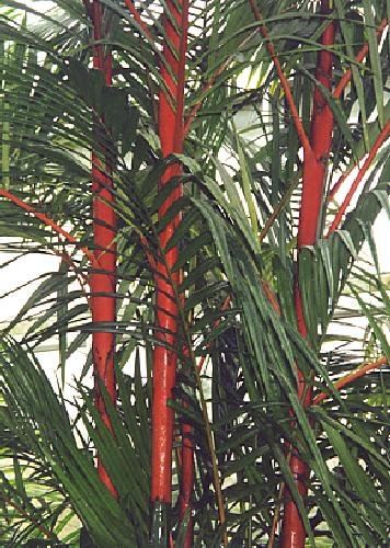 TROPICA - Sealing Wax Palm (Cyrtostachys renda) - 10 Seeds - Australia TROPICA - Sealing Wax Palm (Cyrtostachys renda) - 10 Seeds - Australia