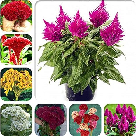 Amazon Co Jp Diyホーム ガーデン観葉植物のための0の赤い頭のようなケイトウ盆栽花植物celosia Cristataの鉢植えを ミックス ホーム キッチン