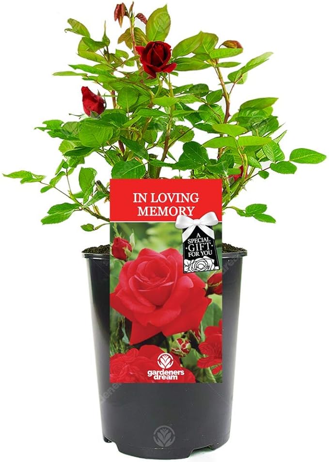 roses in memory of dad