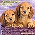 Just Dachshund Puppies 2017 Wall Calendar (Dog Breed Calendars)