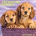 Just Dachshund Puppies 2017 Wall Calendar (Dog Breed Calendars)