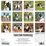 Image de Just Boston Terriers 2017 Wall Calendar (Dog Breed Calendars)