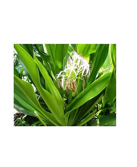 Famous Garden Live Sudarshan Medicinal Plant With Pot-Outdoor Plant