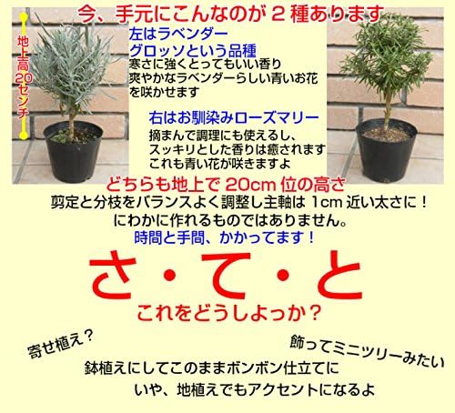 Amazon なんちゃってハーブトピアリー 使い方はあなた次第 ラベンダー ローズマリー各1個 時間を掛けて剪定 分枝させて作りました 2個セットがお買い得 ハーブ