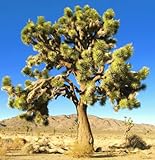 YUCCA BREVIFOLIA, succulent cactus JOSHUA TREE aloe agave garden seed 15 SEEDS