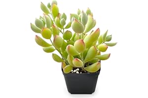 Sprout N Green Cotyledon Pendens, 1 Live Mini Succulent Plant Fully Rooted in 2in Pot, Real House Plant for Home Office Wedding Decoration DIY Projects Party Favor