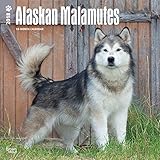 Alaskan Malamutes 2018 12 x 12 Inch Monthly Square Wall Calendar, Animals Dog Breeds by 