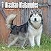 Alaskan Malamutes 2018 12 x 12 Inch Monthly Square Wall Calendar, Animals Dog Breeds by 