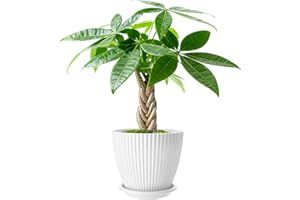 FLESHY FLORA Small Money Tree, Easy to Grow Houseplant, Live Indoor Bonsai Plants Potting in White Pot