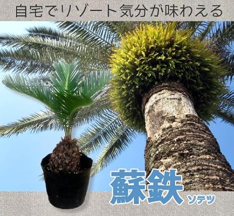 Amazon Co Jp 観葉植物 ソテツ 蘇鉄 ポット苗 ホーム キッチン