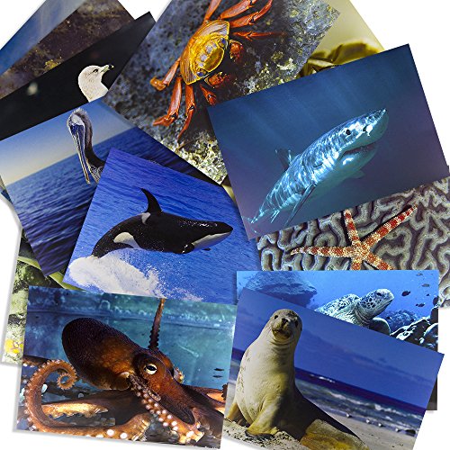 Sea Life Posters Real Photo Classroom Decorations for Preschool Bulletin Boards & Circle Time 14 Large Picture Cards