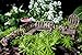 PRETMANNS Fairy Garden Fairies – Accessories & Miniature Garden Furniture - Fairy Garden Supplies - 7 Pieces