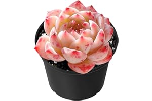 Sprout N Green Echeveria 'Red Velvet', Rare Live Succulent Plant Fully Rooted in 2" Planter with Soil, Home Office Indoor Outdoor Wedding Decoration DIY Projects Party Favor