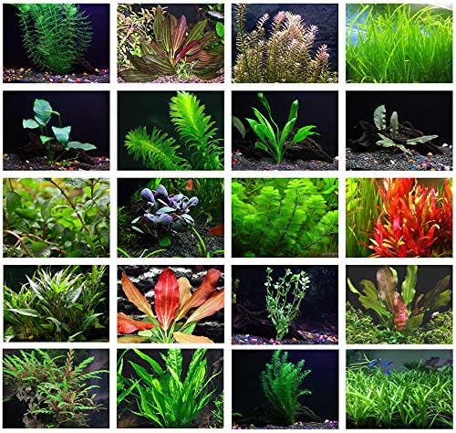 All aquarium plants Clearance