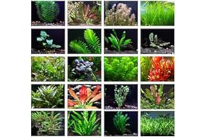 AQUALEAF AQUATICS Texas Aquarium Plant Bundle - 20 Species Live Aquarium Plants Package
