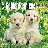 Golden Retriever Puppies 2017 Small Wall Calendar