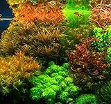 Hot Sale! Hot Pellia Java Fish Tank Aquatic Seeds