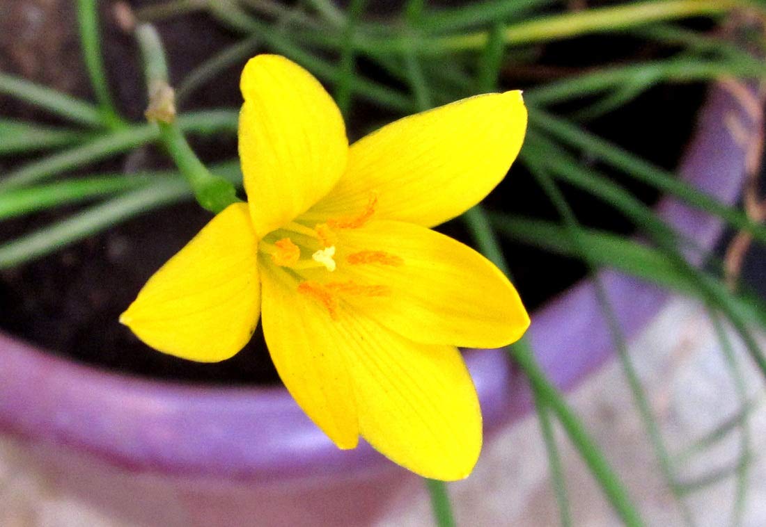 Yellow Rain Lily Bulbs Zephyr Lilies Zephyranthes Suphurea 12 Large