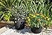 ECOgardener Grow Bags Square Foot Planter Raised Bed Fabric Pot with Handles - 12