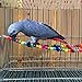 LITTLEGRASS 12 Steps Bird Toys 31 inch Wood Bird Ladder, Step Parrot Ladder Swing Bridge,Bird Cage Accessories Decorative Flexible Cage Wooden Rainbow Toy Parakeet Birdcage Training