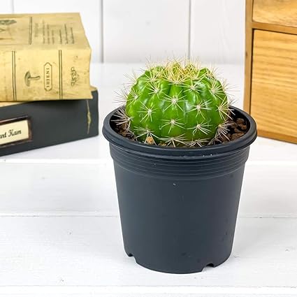 Amazon Co Jp サボテン エキノプシス 金盛丸 きんせいまる 3号鉢 Echinopsis Calochlora ホーム キッチン