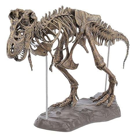 Domeilleur Tyrannosaurus Rex Esqueleto Dinosaurio