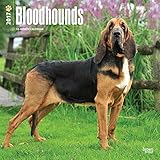 Bloodhounds - 2017 Calendar 12 x 12in