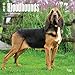 Bloodhounds - 2017 Calendar 12 x 12in