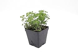 Greenwood Nursery: Live Ground-Cover Plants