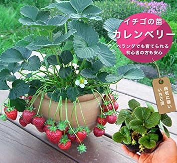Amazon いちご 苗 カレンベリー 3号ポット苗 イチゴ 苺 花