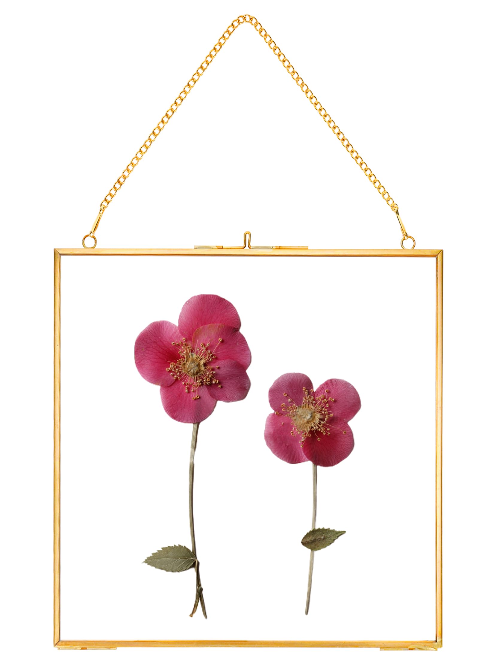REDHUGO Glass Pressed Flower Frames,Vintage Hanging Picture Frames with Chain,Handmade Brass Floating Picture Frame,Plant Specimen Wall Ornament Display Artwork DIY Family Photo,Square,Gold