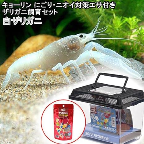 ザリガニ キョーリン にごり ニオイ対策エサ付きザリガニ飼育セット 白ザリガニ 本州四国限定 お一人様４点限り Charm チャーム 観賞魚 水中生物 通販 Amazon